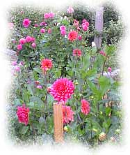 flower garden
