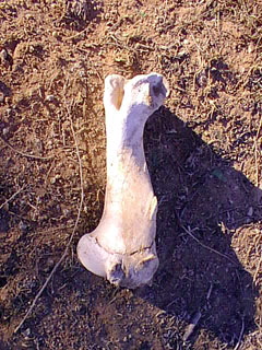 36